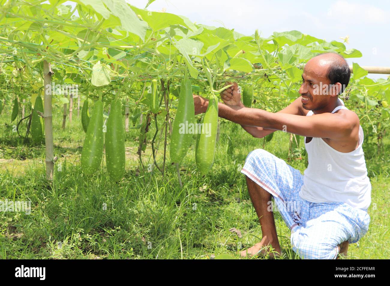 Agricoltore asiatico che si occupa di piante vegetali, che tiene e controlla la crescita di zucca in un terreno agricolo Foto Stock