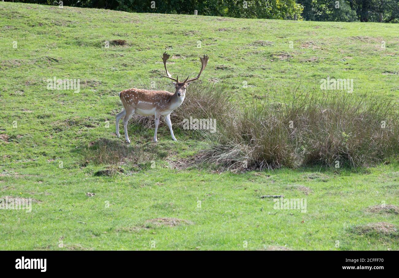 Sevenoaks, Kent, UK5th settembre 2020, la gente che prende il loro esercizio quotidiano nel sole glorioso nel Knole, Sevenoaks. La gente spesso cammina attraverso il parco sperando di vedere le mandrie della sika selvaggia e del cervo della preda che vivono là. È un ottimo posto per camminare, correre o fare un picnic ricordando di seguire il Social Distancing Rules.Credit: Keith Larby/Alamy Live News Foto Stock