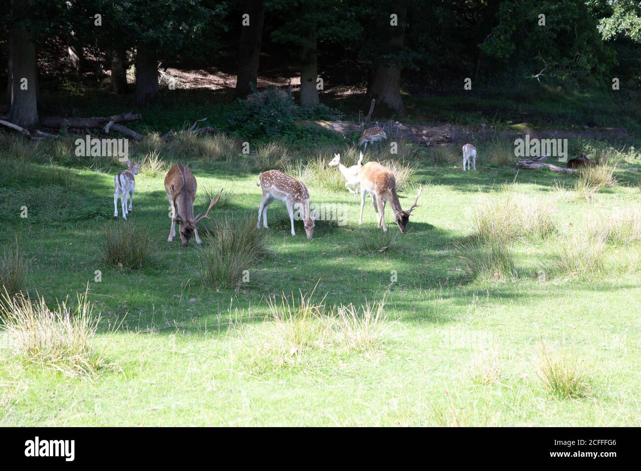 Sevenoaks, Kent, UK5th settembre 2020, la gente che prende il loro esercizio quotidiano nel sole glorioso nel Knole, Sevenoaks. La gente spesso cammina attraverso il parco sperando di vedere le mandrie della sika selvaggia e del cervo della preda che vivono là. È un ottimo posto per camminare, correre o fare un picnic ricordando di seguire il Social Distancing Rules.Credit: Keith Larby/Alamy Live News Foto Stock