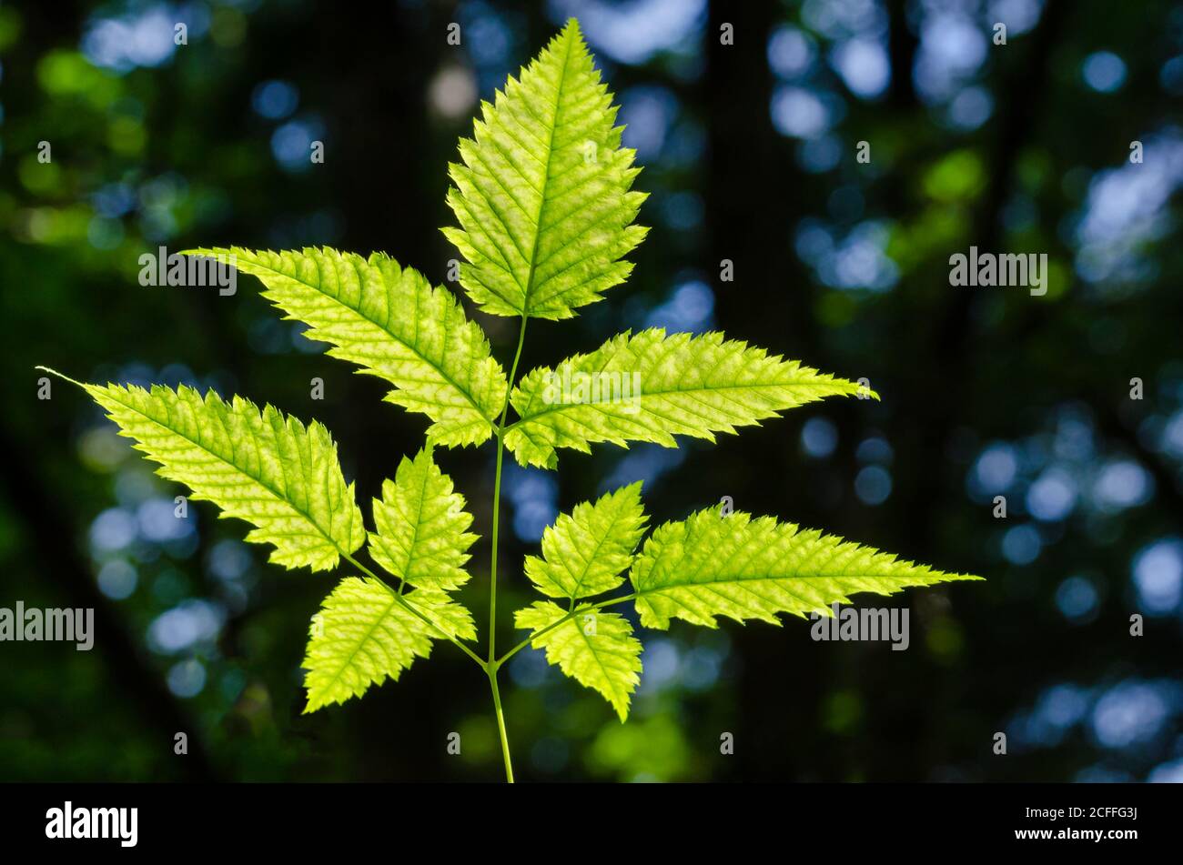 Fusto di pianta con foglie dentellate alla luce del sole su sfondo di foresta scuro. Felce come pianta inondata di luce . Primo piano, foto macro. Foto Stock
