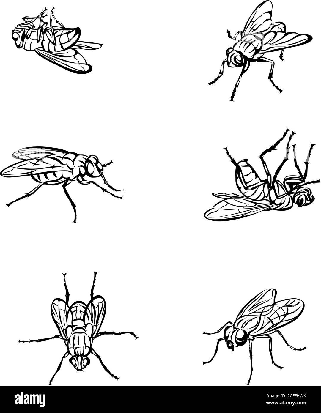 mosca, insetto, pose varie, movimenti e scorci di figure, nero, colore, modello, vettore, disegno, silhouette, occhi, disegno, simbolo Illustrazione Vettoriale