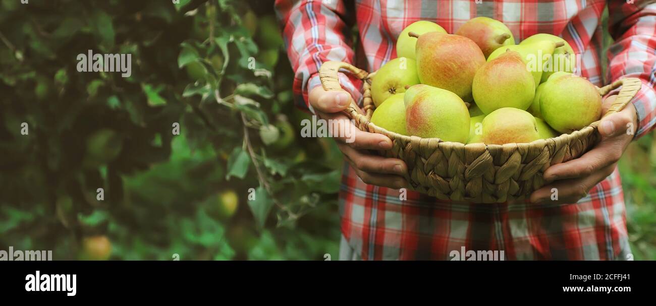 Un giardiniere dell'uomo tiene un raccolto delle pere nelle sue mani. Fuoco selettivo. Natura. Foto Stock