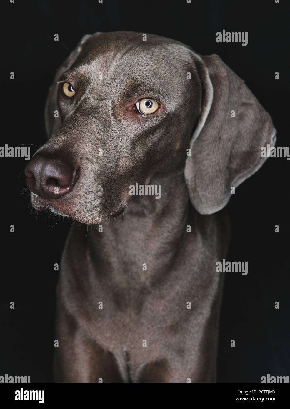 Divertente cane Weimaraner su sfondo nero Foto Stock