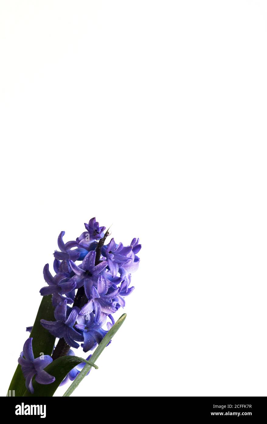 Chiuda piccoli fiori delicati con petali viola bagnati contro il bianco sfondo Foto Stock