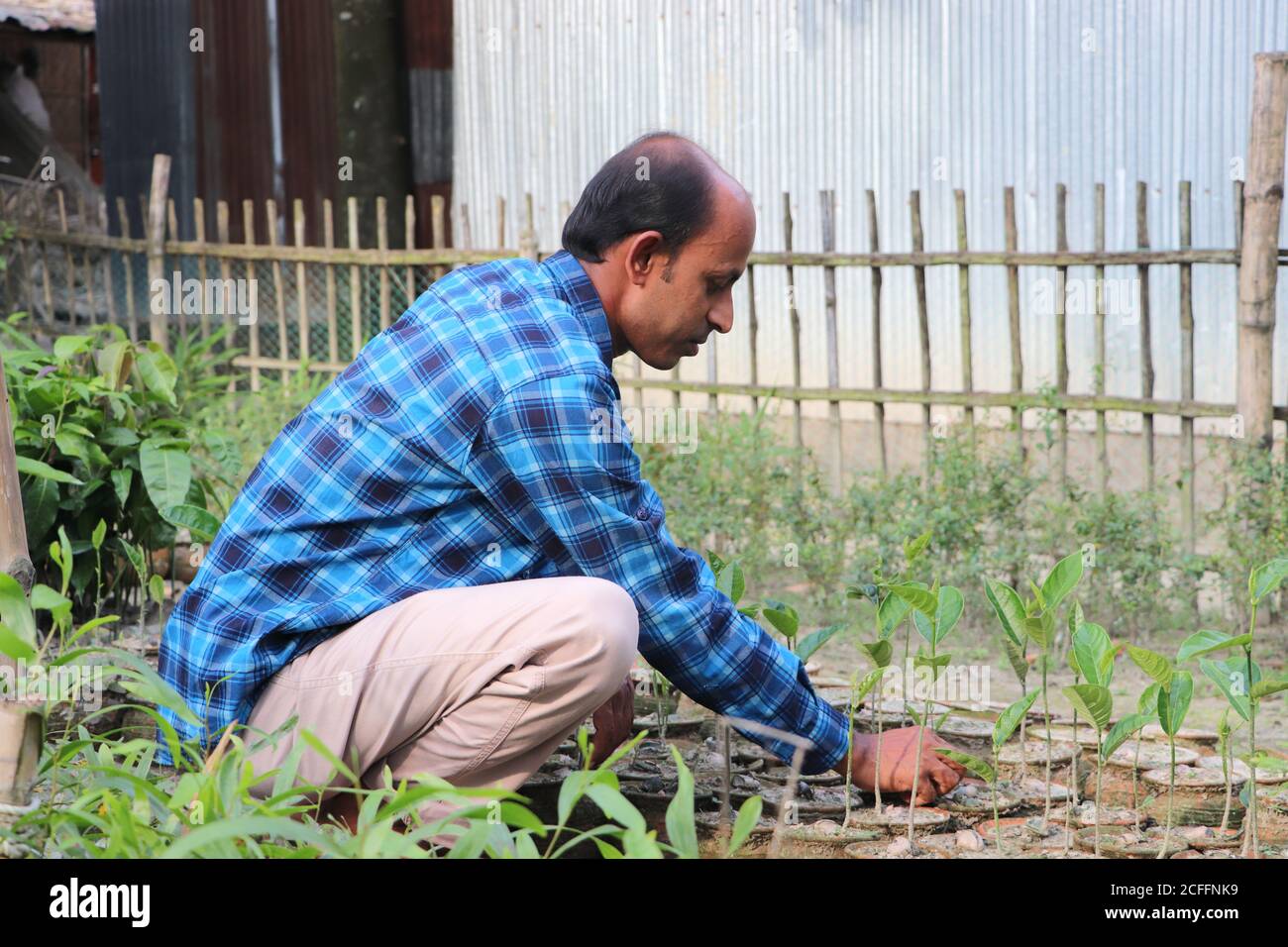 Uomo asiatico casual che prende cura di giovani pianta di jackfruit in crescita a. un vivaio Foto Stock