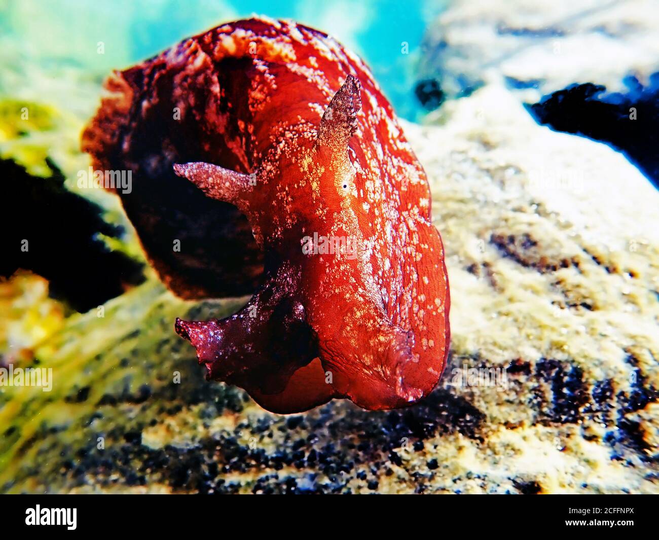 Scatto subacqueo su grande lepre di mare nel Mediterraneo (Aplysia punctata) Foto Stock