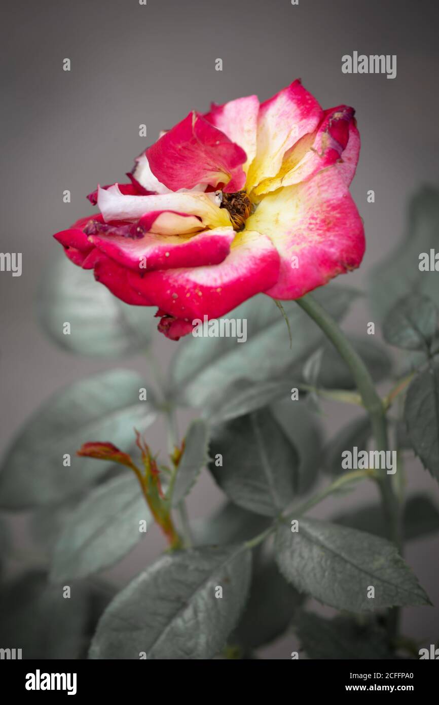 Rosa rossa gialla soffiata davanti a sfondo grigio Foto Stock