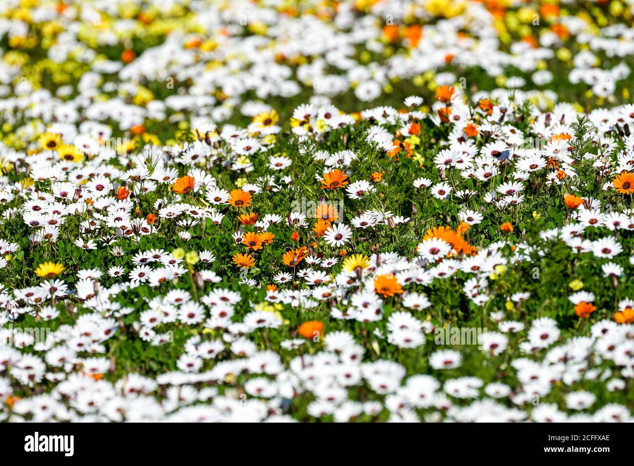 Tappeto, coperta di variopinti fiori selvatici di primavera nel capo occidentale del Sud Africa Foto Stock