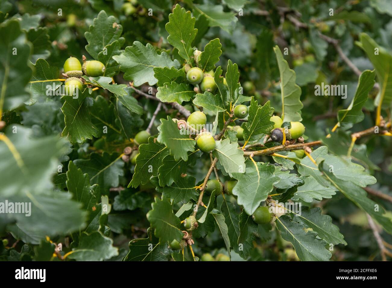 Giovani ghiande che sviluppano un inglese quercia albero Quercus robur a. L'inizio dell'autunno Foto Stock