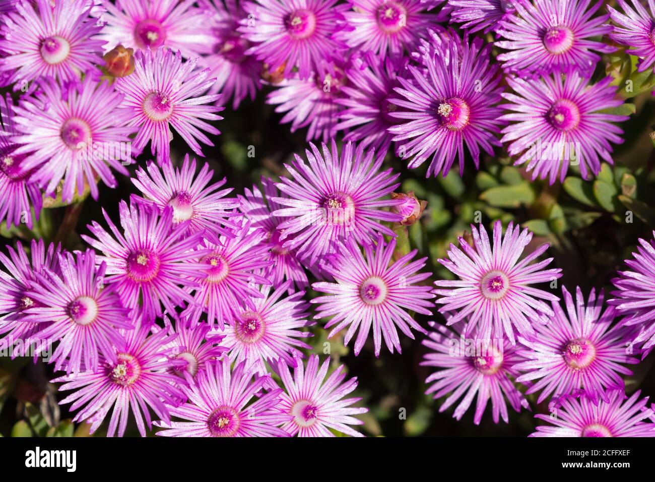 Primo piano e vista dall'alto dei fiori purpuri selvatici di primavera nel capo occidentale del Sud Africa, natura indigena di quella regione Foto Stock