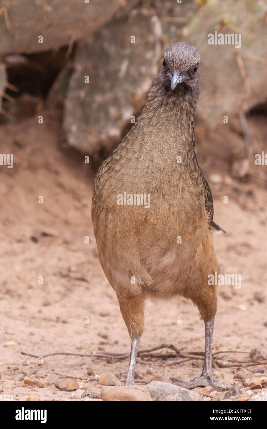 Plain Chachalaca, Ortalis vetula, presso il ranch Javelina-Martin e il rifugio per uccelli vicino a McAllen, Texas. Foto Stock