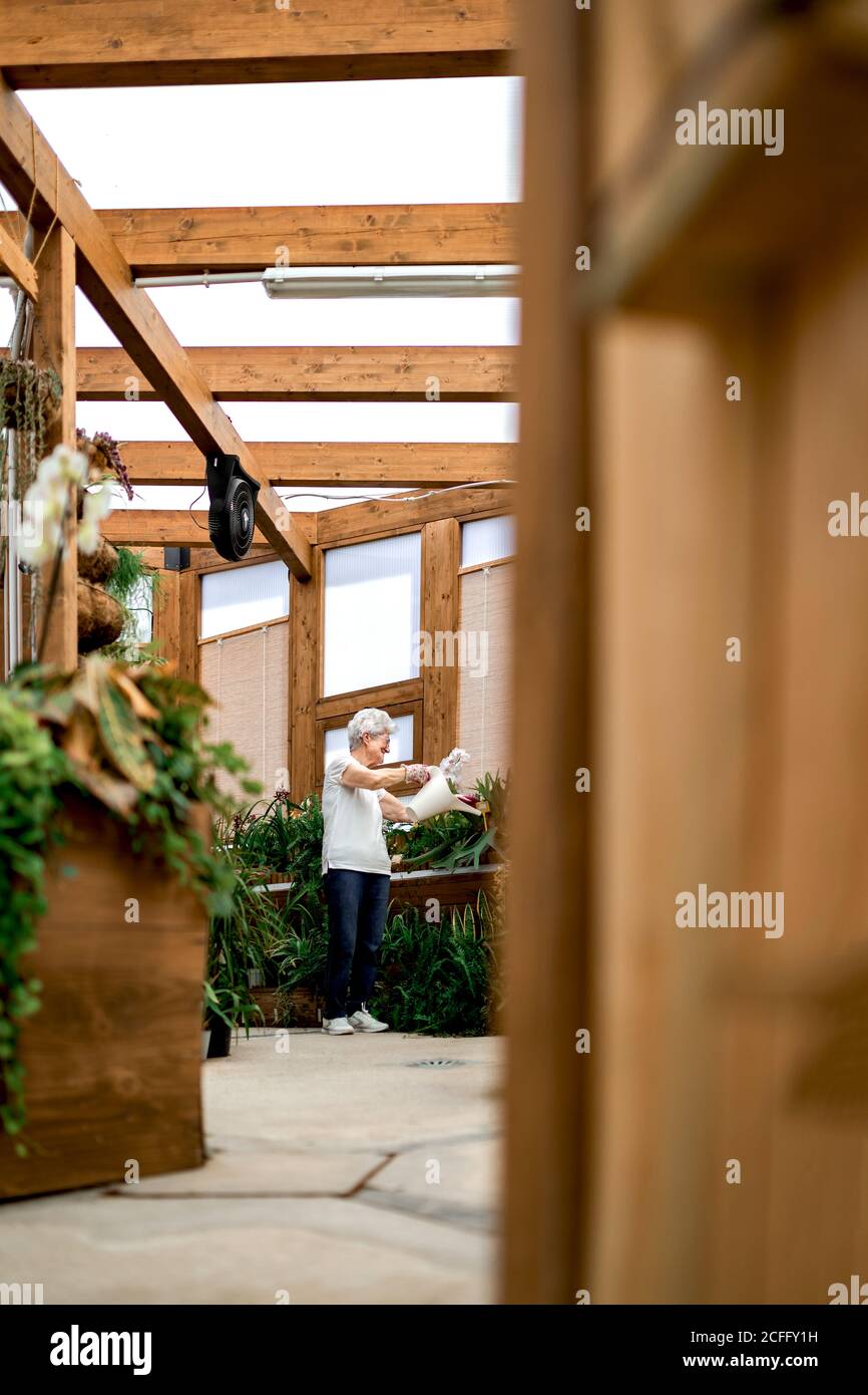 Allegro giardiniere anziano sorridendo e annaffiando piante verdi su legno terrazza Foto Stock