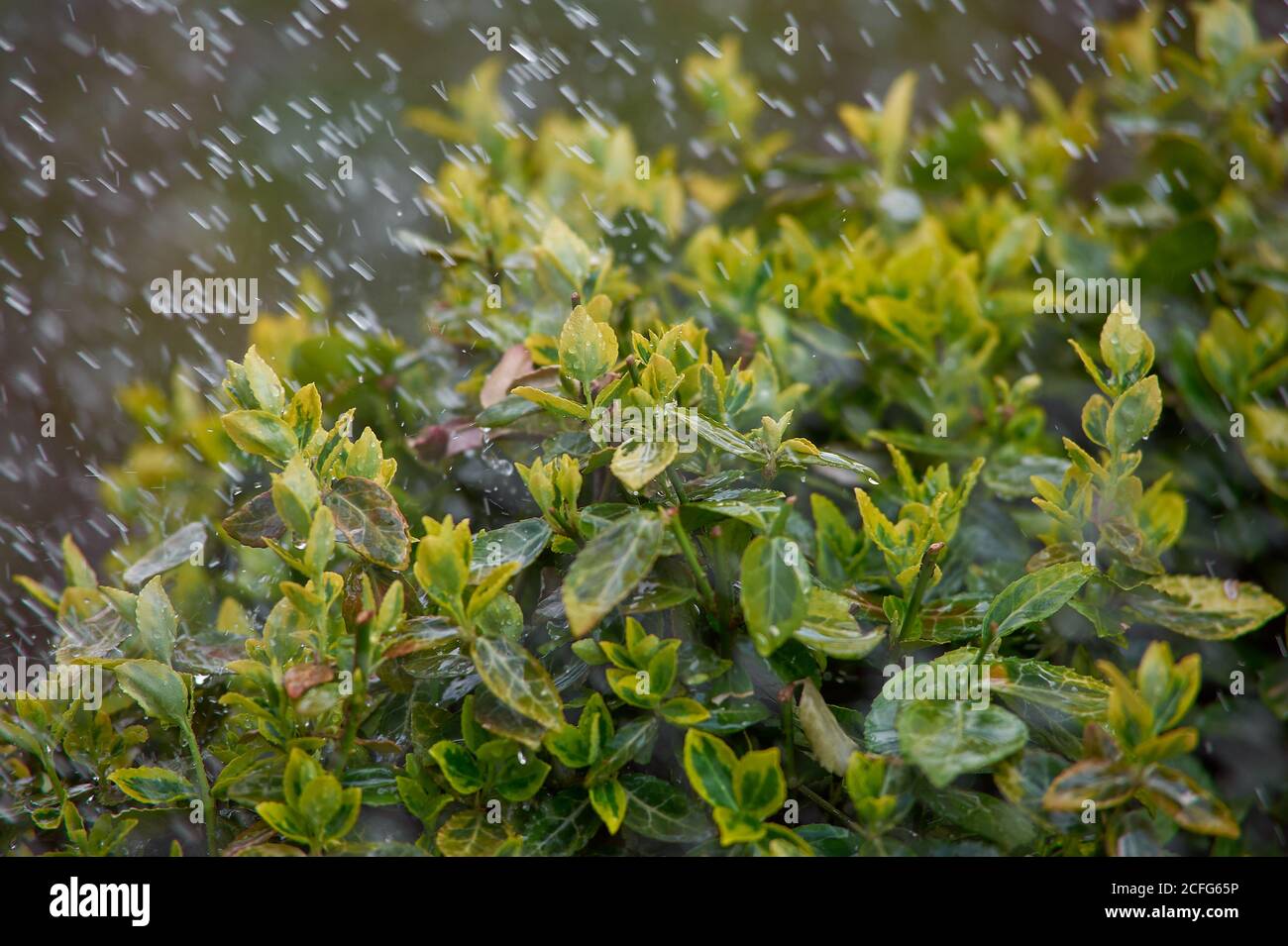 cespuglio di bosso nella pioggia di versamento in primavera, primavera Foto Stock