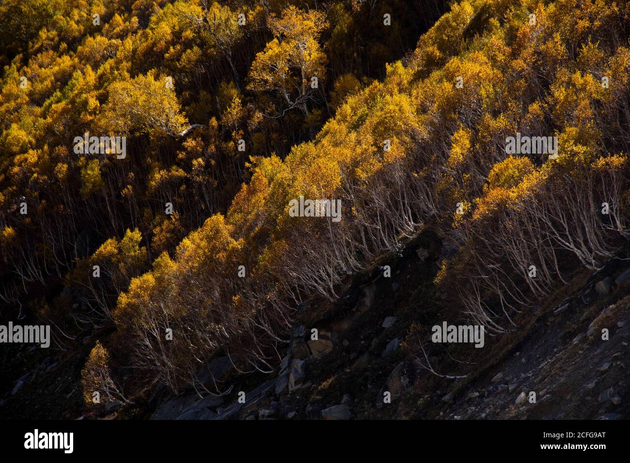 Vegetazione gialla in luoghi remoti della terra - Fauna della Valle degli Spiti dove la terra è asciutta e il clima è freddo. Colori vivaci creati da alberi e autobus Foto Stock