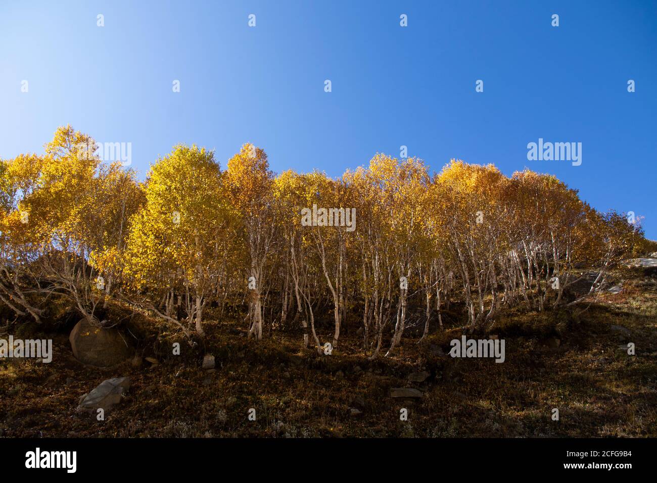 Vegetazione gialla in luoghi remoti della terra - Fauna della Valle degli Spiti dove la terra è asciutta e il clima è freddo. Colori vivaci creati da alberi e autobus Foto Stock