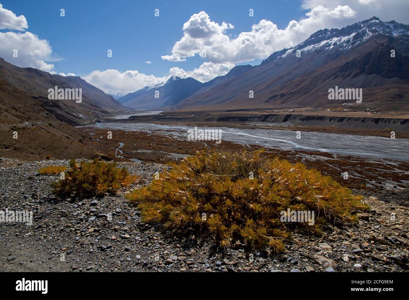 Vegetazione gialla in luoghi remoti della terra - Fauna della Valle degli Spiti dove la terra è asciutta e il clima è freddo. Colori vivaci creati da alberi e autobus Foto Stock