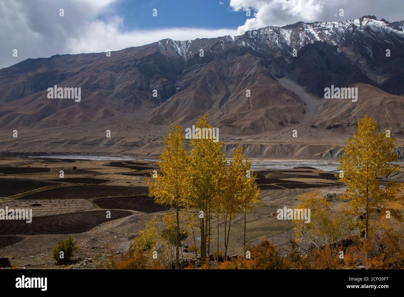 Vegetazione gialla in luoghi remoti della terra - Fauna della Valle degli Spiti dove la terra è asciutta e il clima è freddo. Colori vivaci creati da alberi e autobus Foto Stock