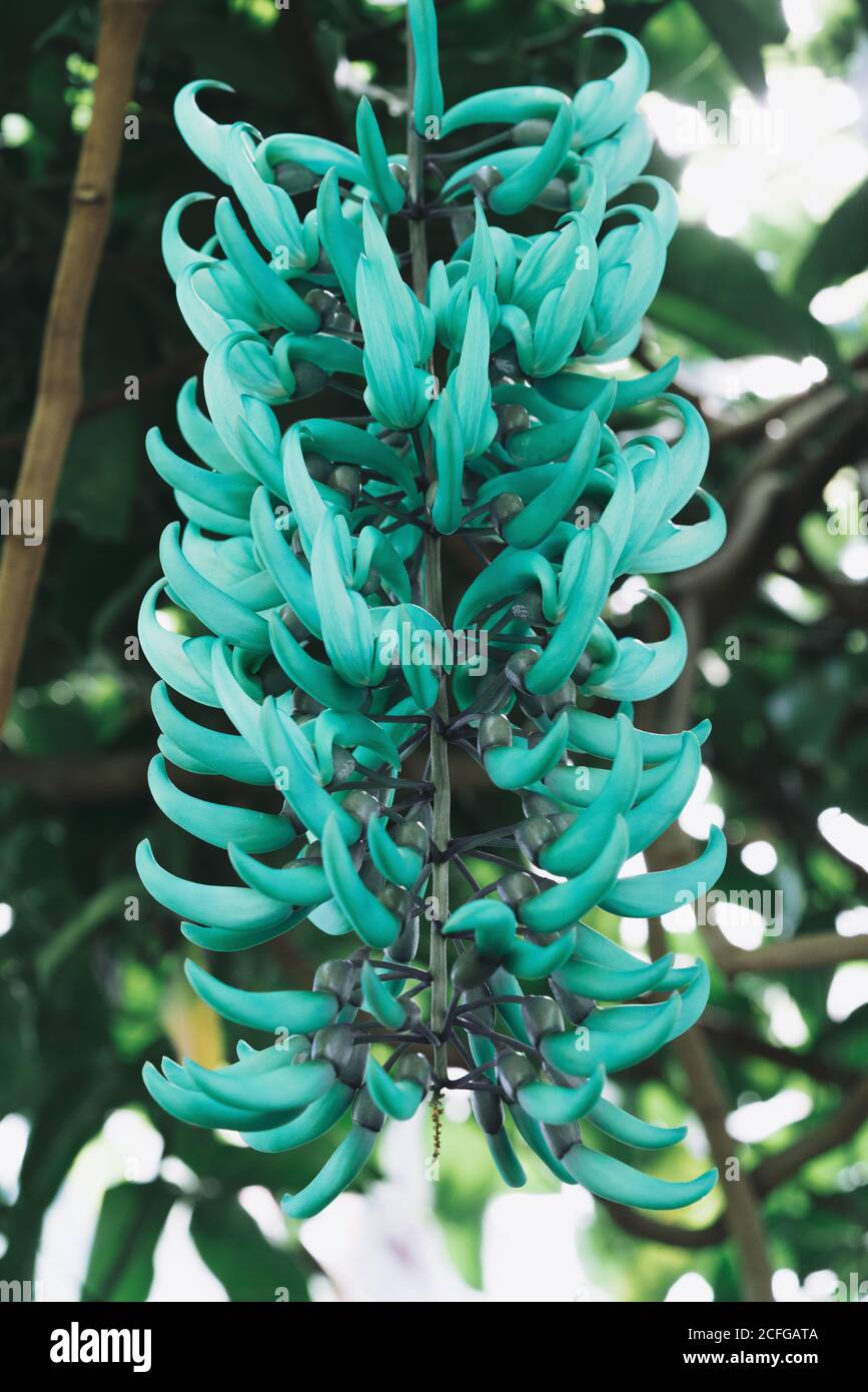 Da sotto di grappolo crescente di fiori turchesi di Jade Vine in serra, Scozia Foto Stock