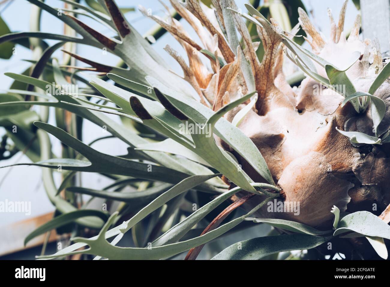 Bella pianta esotica con foglie lunghe e spesse che crescono dalla gemma in serra, Scozia Foto Stock