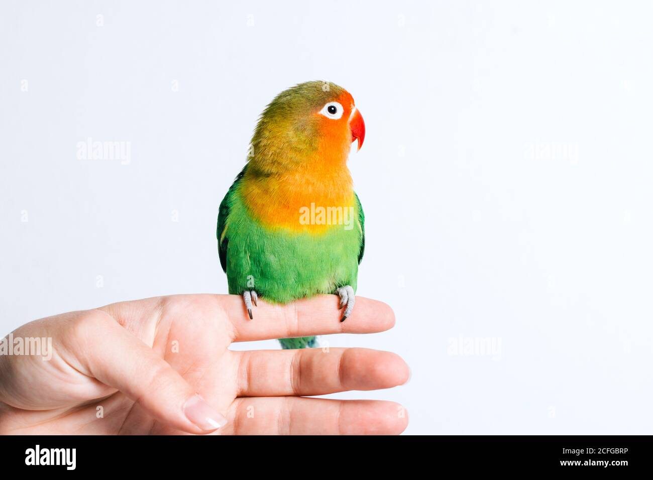 Crop anonimo femmina tenendo carino piccolo pappagallo colorato Lovebird contro sfondo bianco Foto Stock