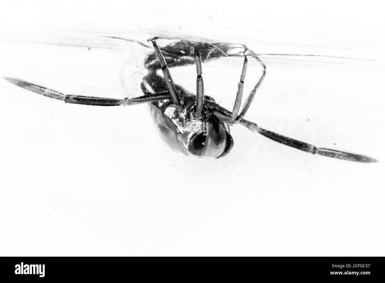 Immagine in bianco e nero del backswimmer (Notonecta glauca) In uno stagno Cambridgeshire Foto Stock
