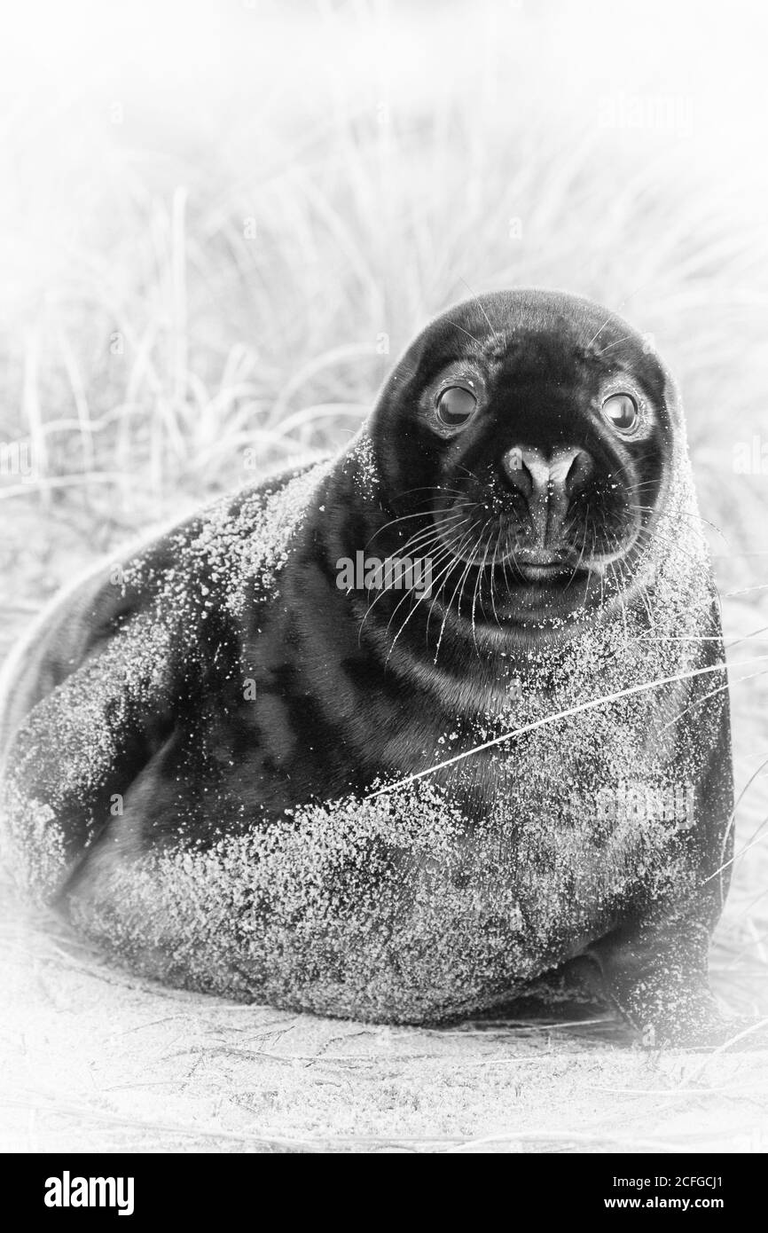 Immagine in bianco e nero di una sabbia ricoperta di nero raro Foca cucito (Halichoerus grypus) si fissa tra le dune di Norfolk Foto Stock