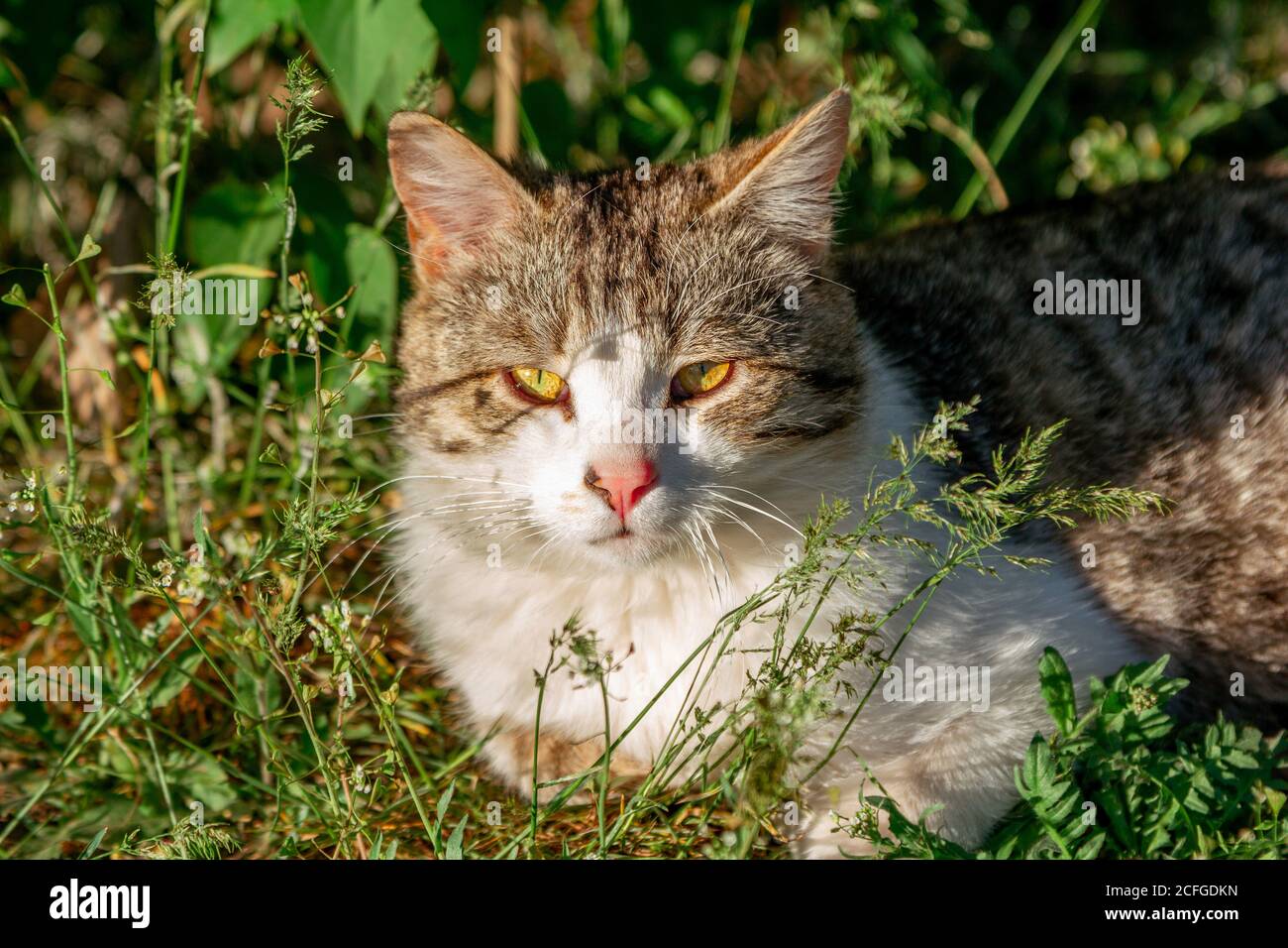 Carino gatto grigio e bianco con gli occhi arancioni e il naso rosa, godendo di caldo tempo soleggiato, adagiato sul prato Foto Stock