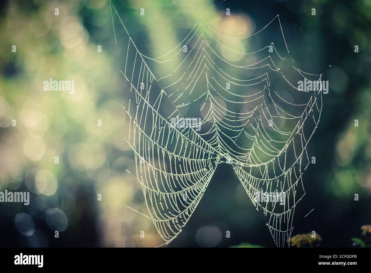 Cobweb in giardino Foto Stock