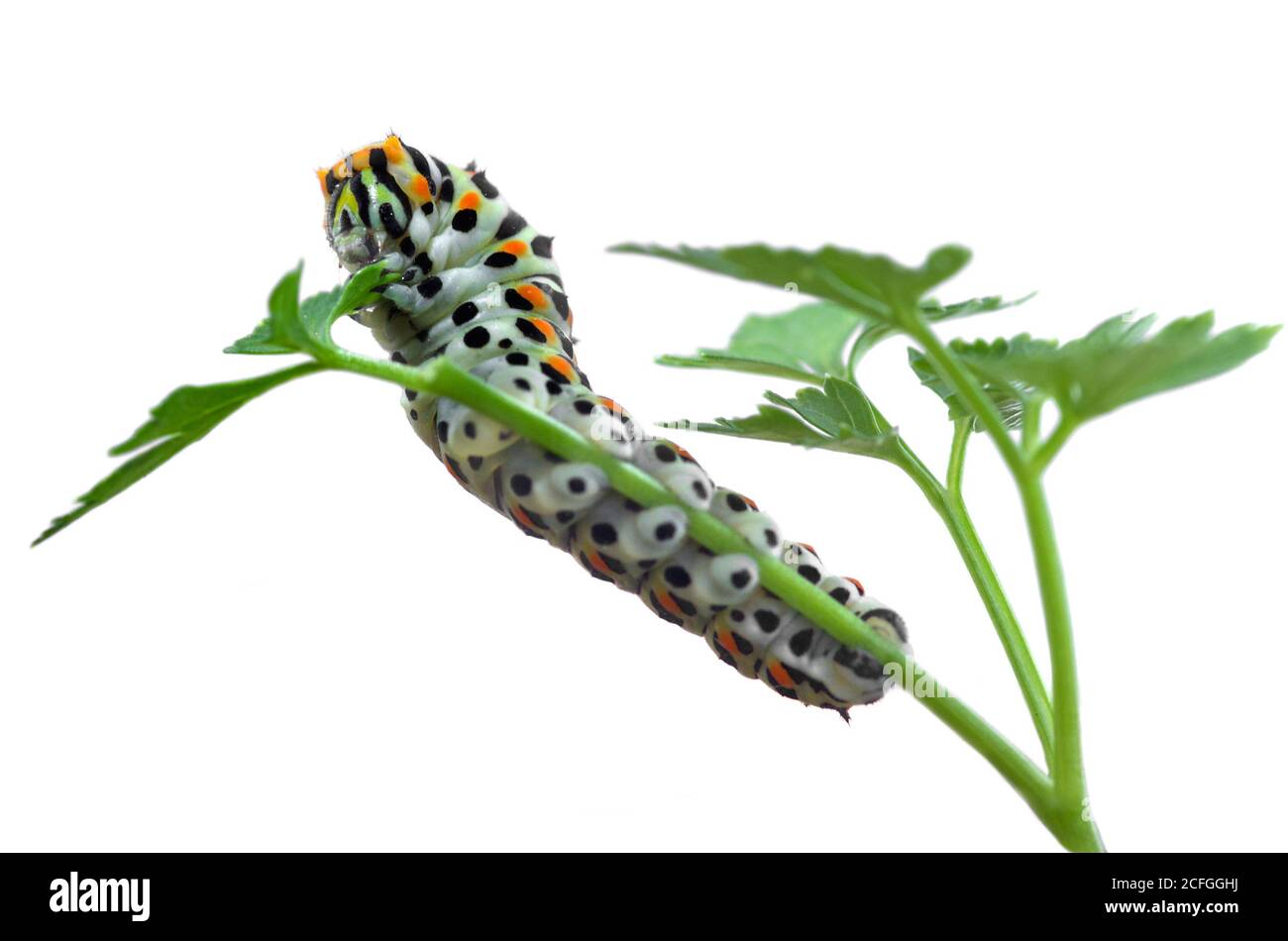 Vista dal basso di una farfalla a coda di rondine (Papilio machaon) che alimenta un ramoscello di prezzemolo isolato su uno sfondo bianco. Insta. Intermedia Foto Stock