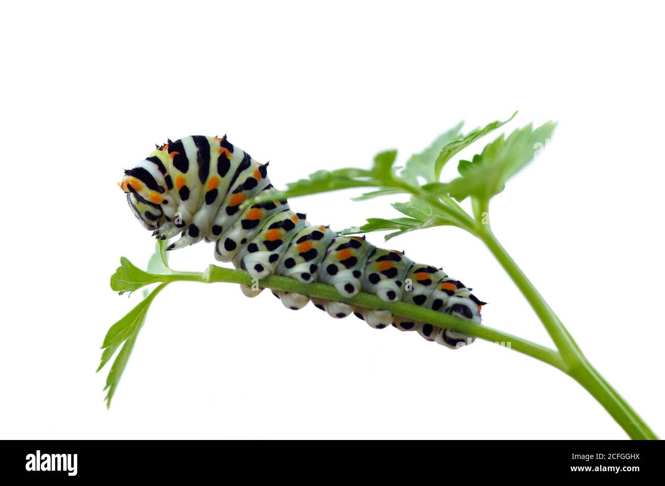 Vista laterale di una farfalla a coda di rondine (Papilio machaon) alimentazione di un ramoscello di prezzemolo isolato su uno sfondo bianco. Instar. Intermedia Foto Stock