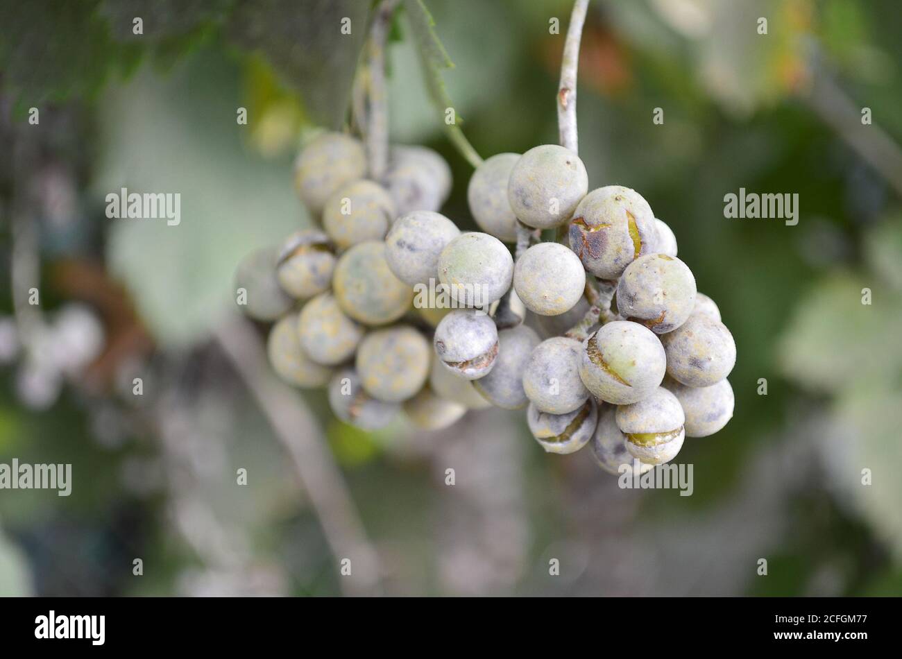 Un grappolo di uve troppo maturo e polveroso in primo piano uno sfondo sfocato Foto Stock