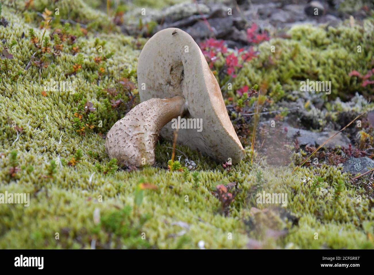 Fungo sconvolto in Islanda natura Foto Stock