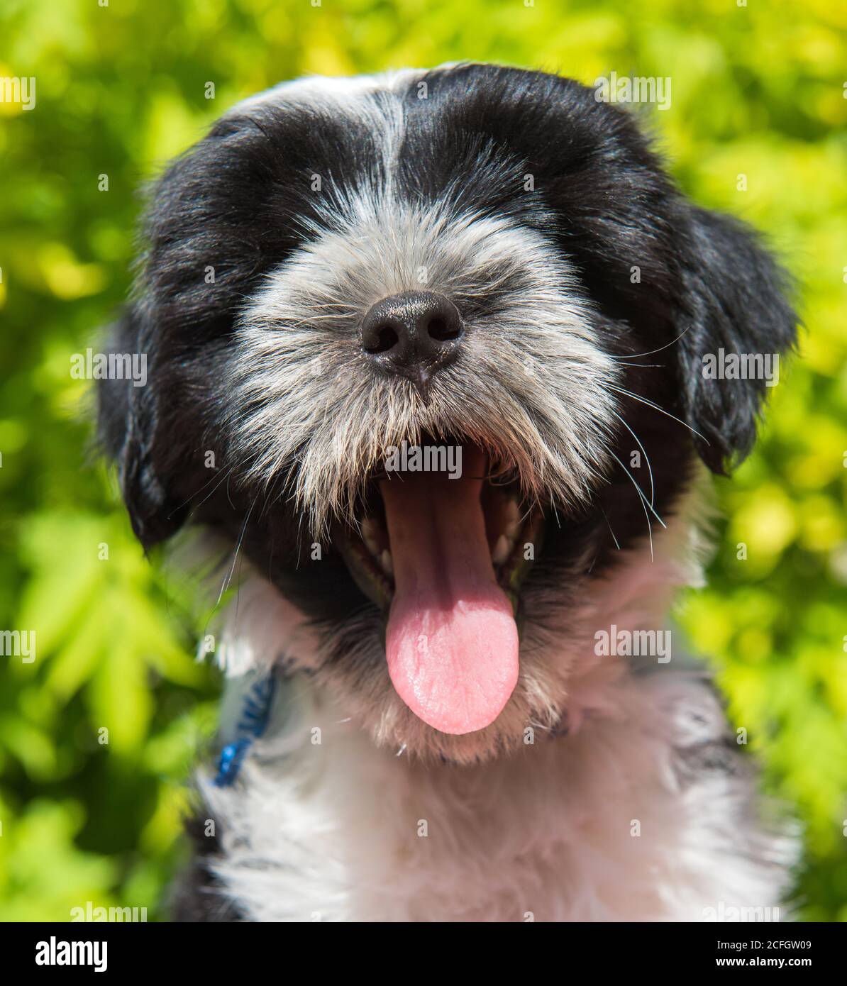 Bianco divertente cane tibetano Terrier cucciolo yawns Foto Stock