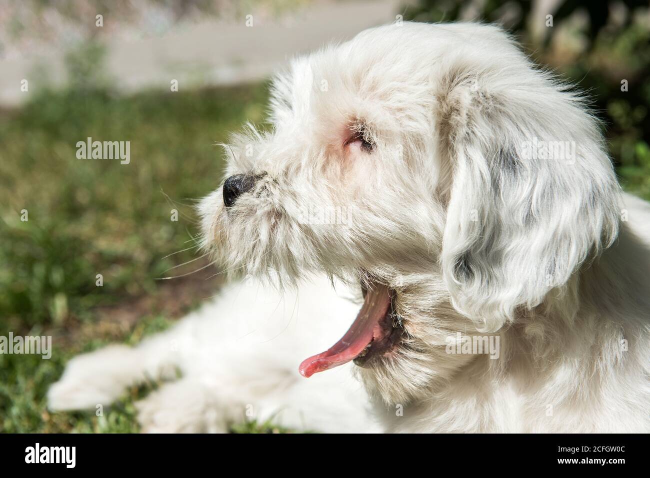 Bianco divertente cane tibetano Terrier cucciolo yawns Foto Stock