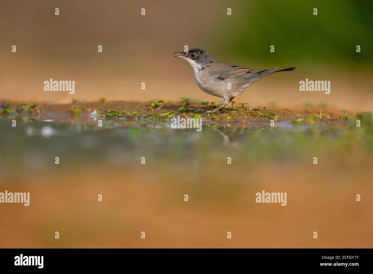 Guerriero sardo (Curruca melanocephala) Foto Stock