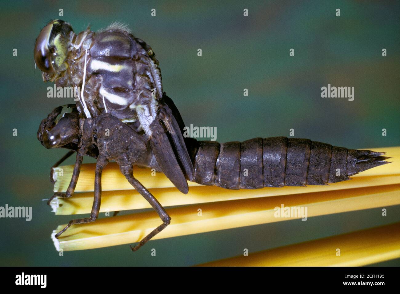 1980 METAMORFOSI SEQUENZA 2 DRAGONFLY NINFA DA ACQUA SPARGIMENTO PELLE VECCHIA CON TUBI RESPIRATORI SENZA TESTA CHE MOSTRANO - 017603 LAN001 HARS VECCHIO STILE Foto Stock