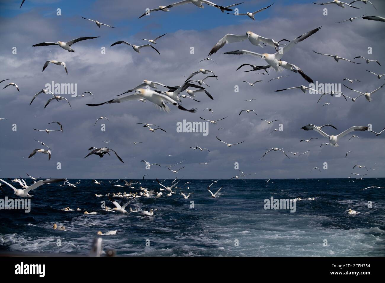 Le Isole Shetland Foto Stock