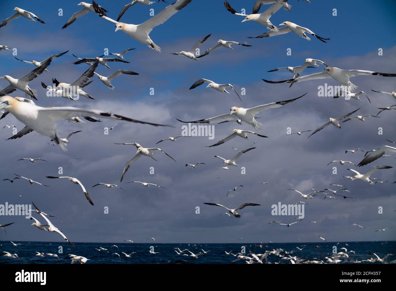 Le Isole Shetland Foto Stock