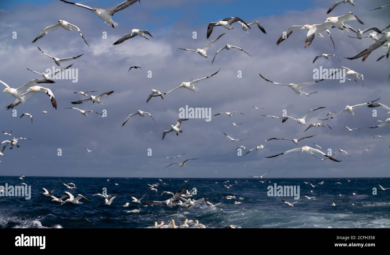 Le Isole Shetland Foto Stock