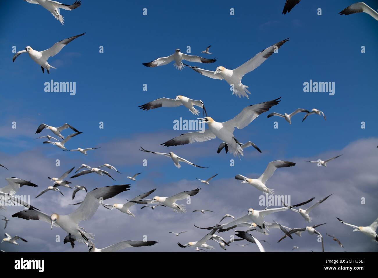 Le Isole Shetland Foto Stock