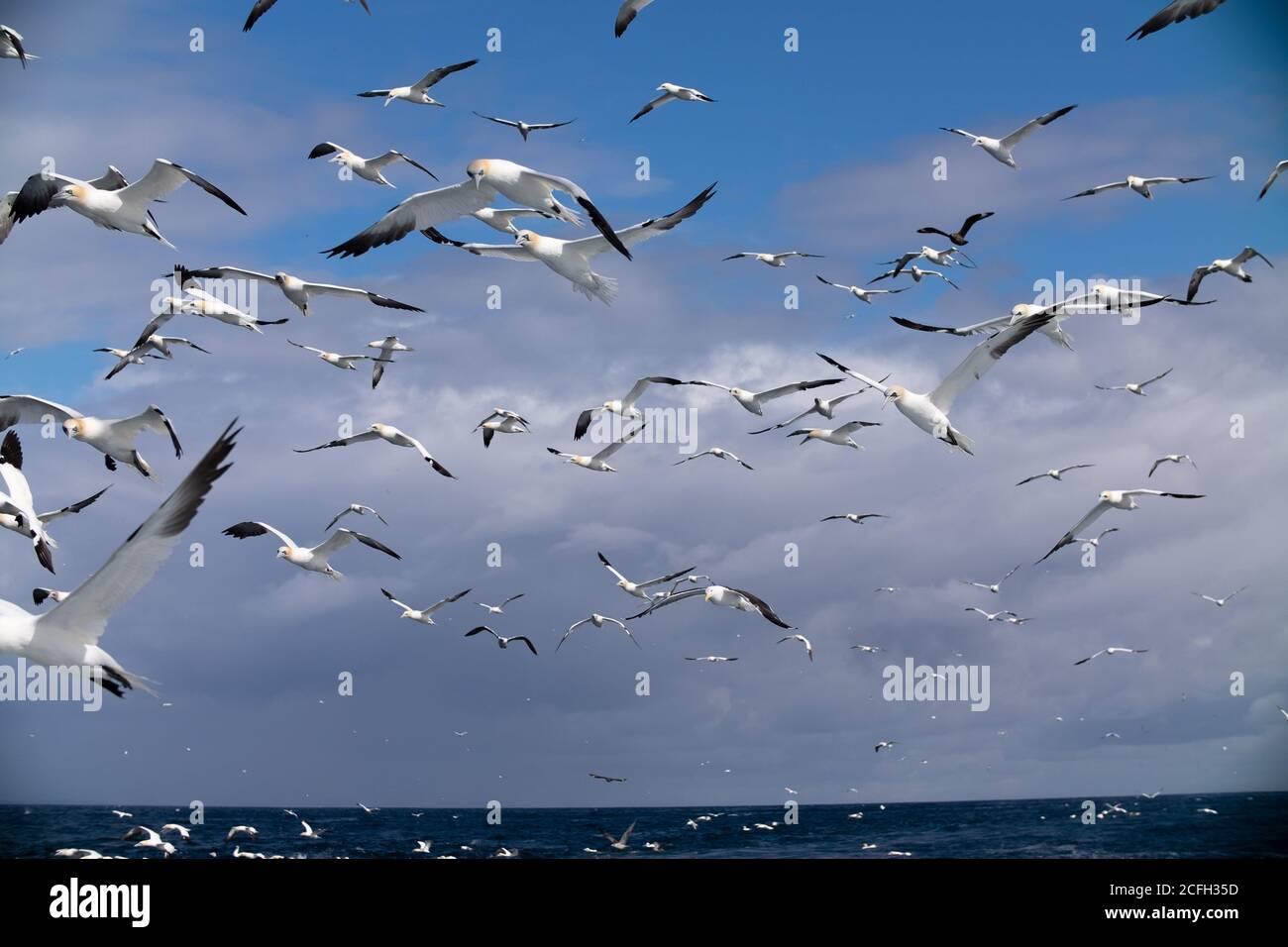 Le Isole Shetland Foto Stock