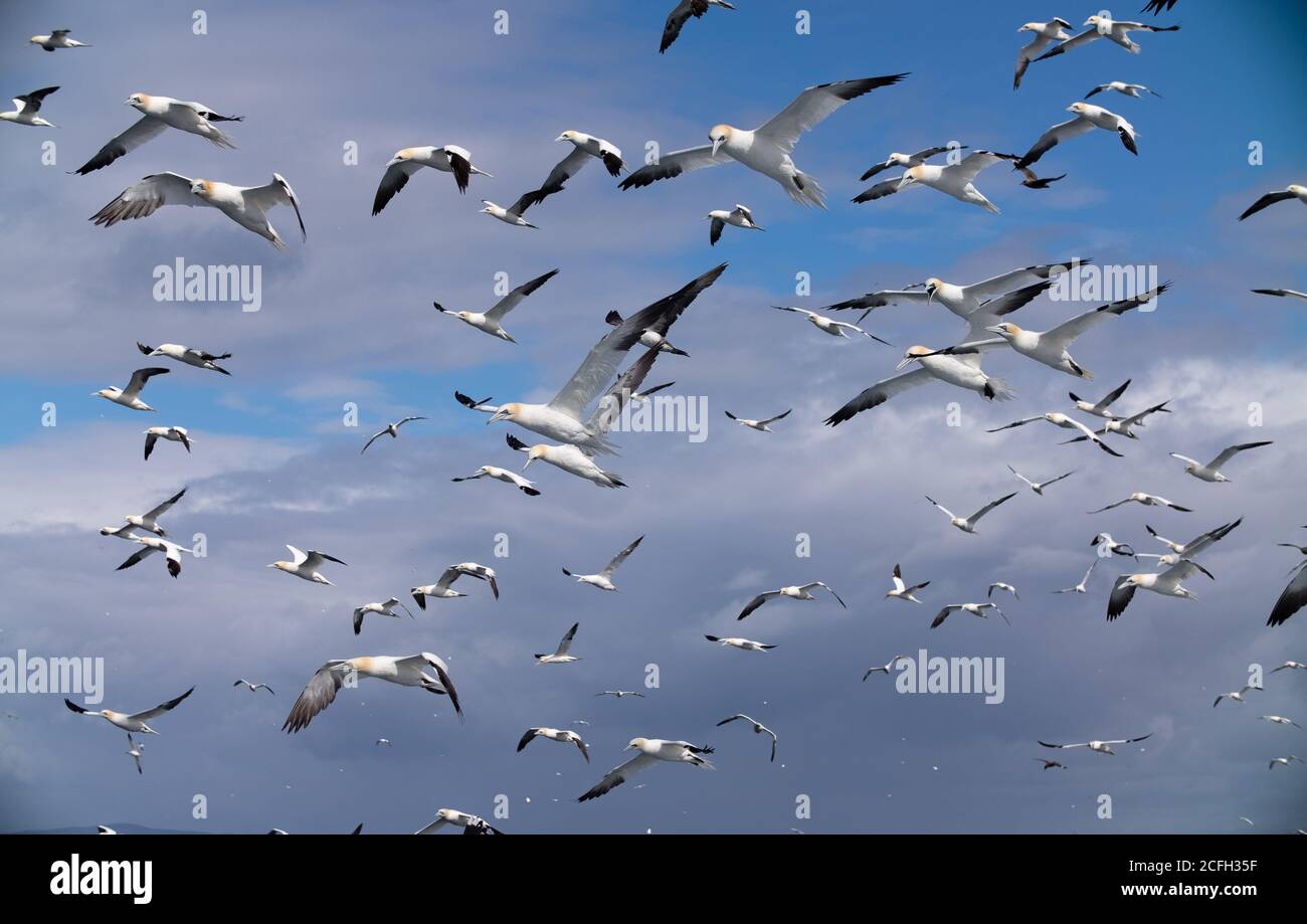 Le Isole Shetland Foto Stock