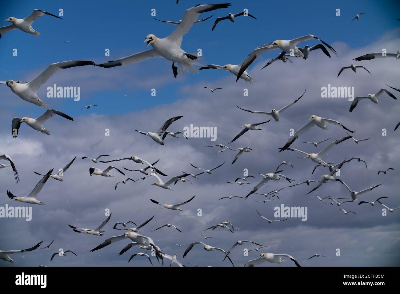 Le Isole Shetland Foto Stock