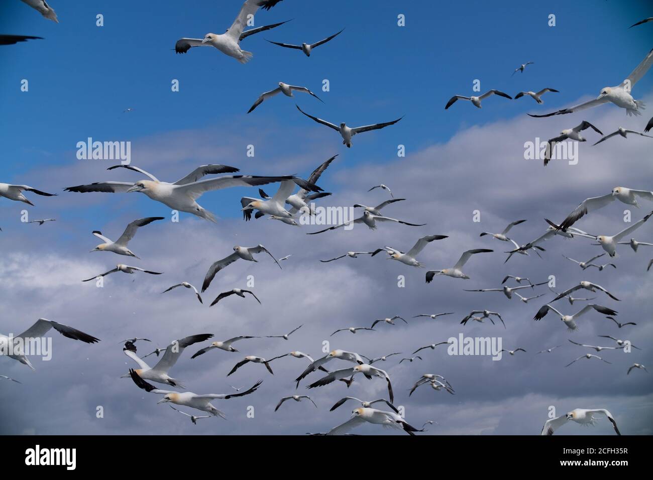 Le Isole Shetland Foto Stock