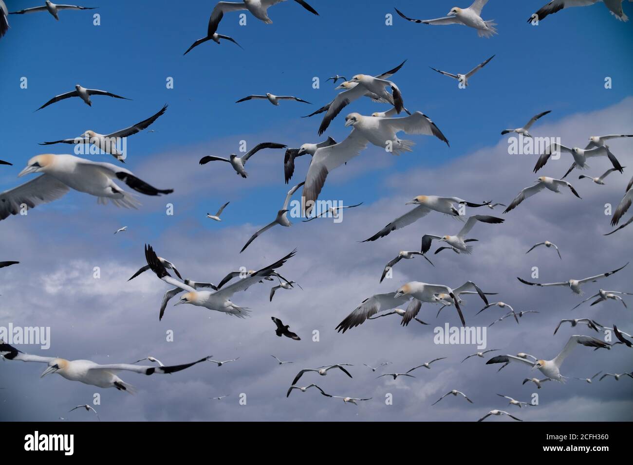 Le Isole Shetland Foto Stock