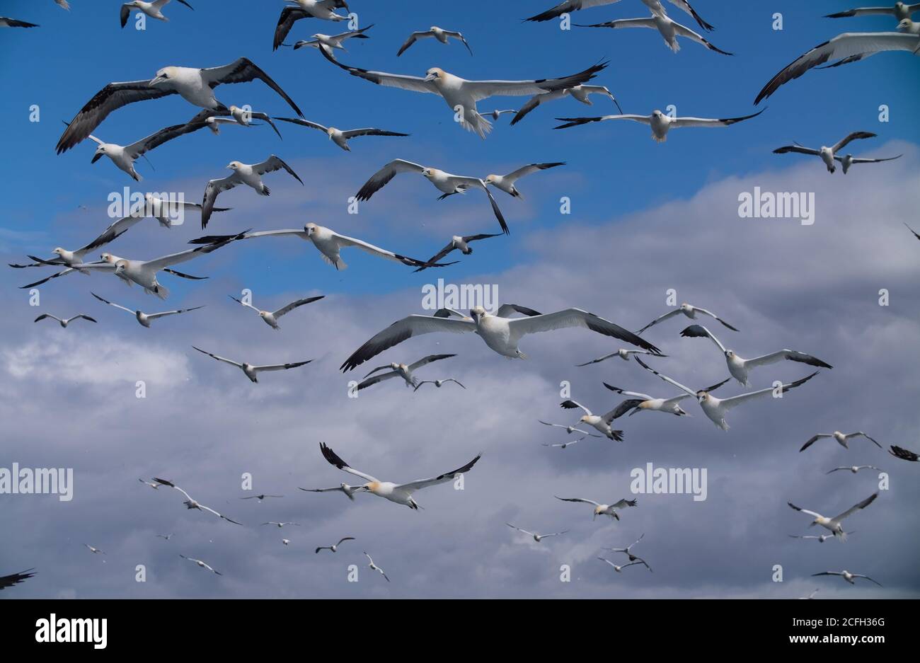 Le Isole Shetland Foto Stock