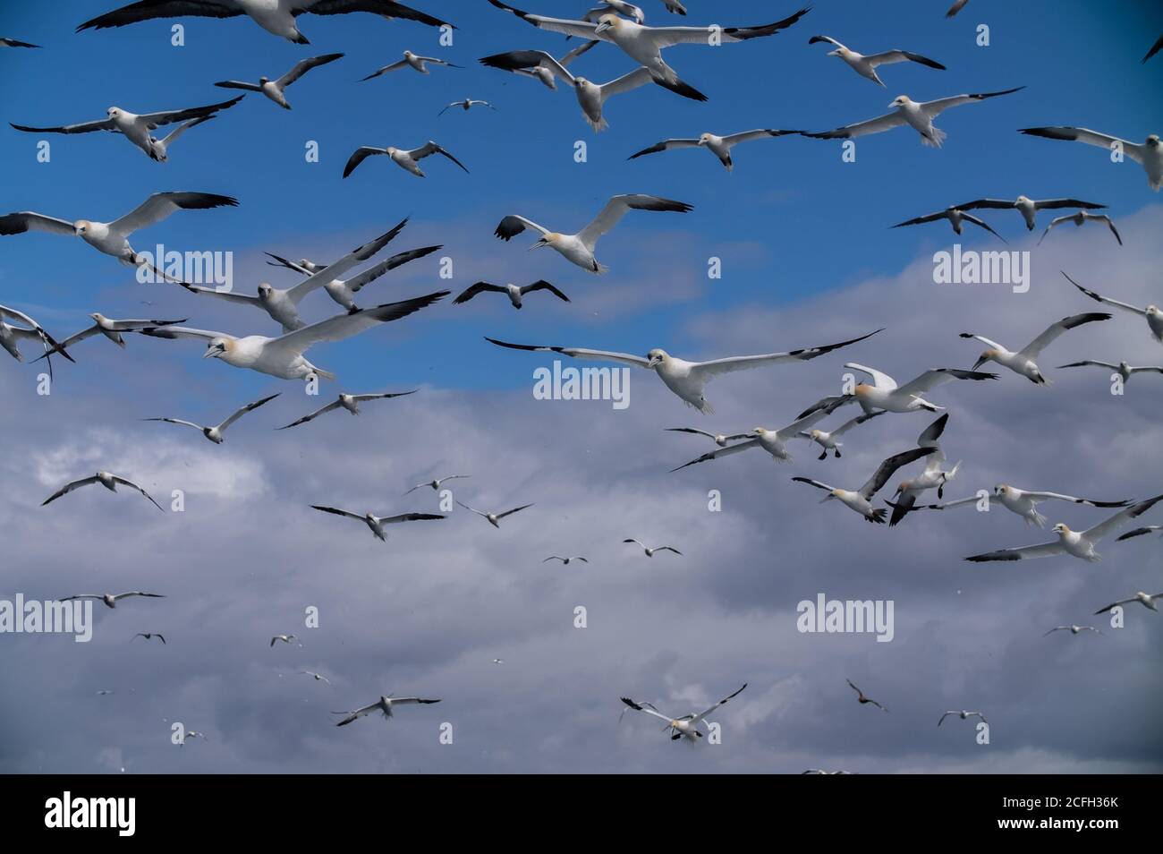 Le Isole Shetland Foto Stock