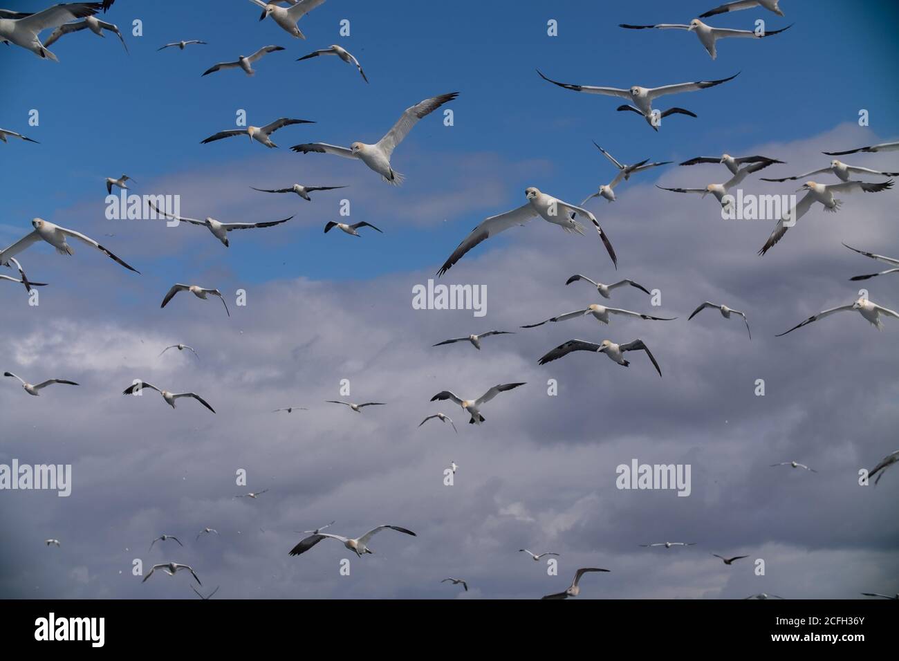 Le Isole Shetland Foto Stock