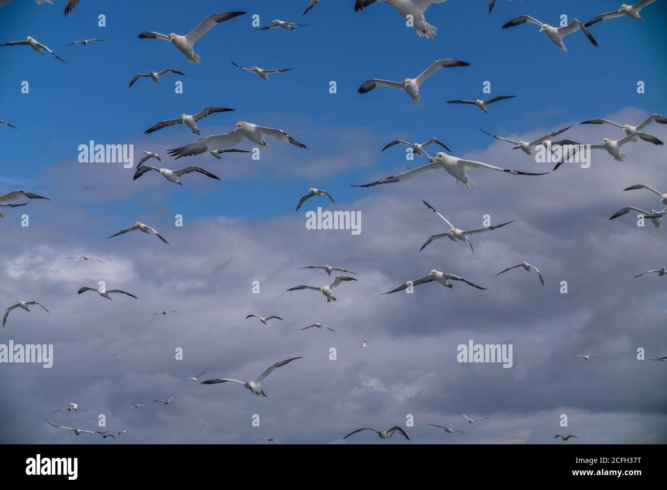 Le Isole Shetland Foto Stock