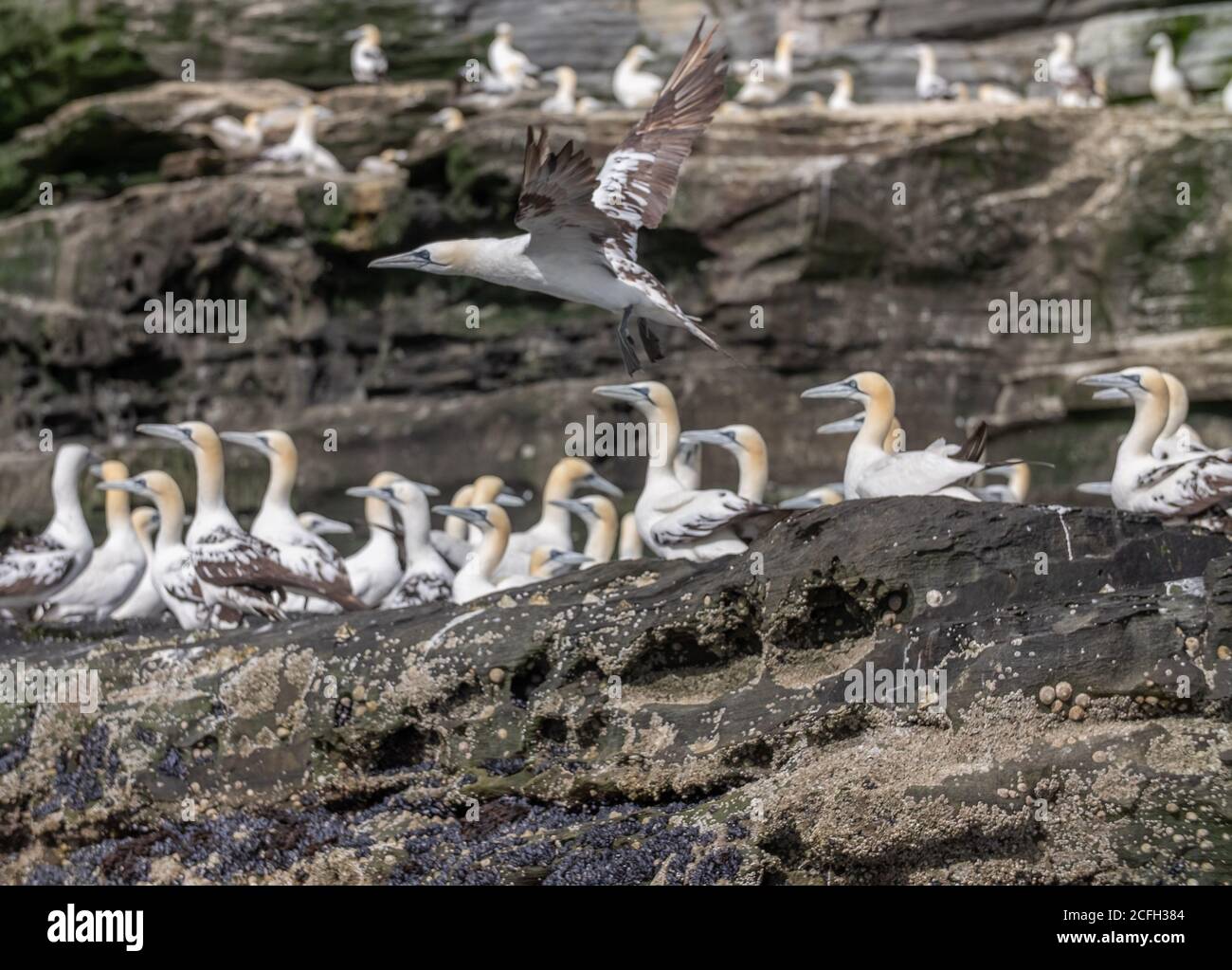 Le Isole Shetland Foto Stock